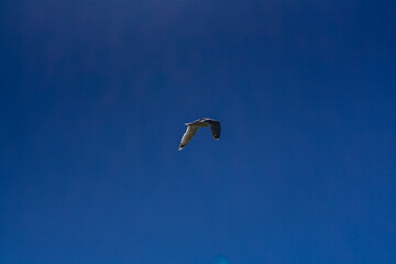 Gull flying in blue sky