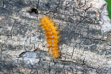 Caterpillar of yellow color with white dots on the back