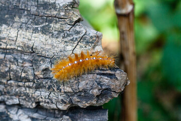 Caterpillar of yellow color with white dots on the back