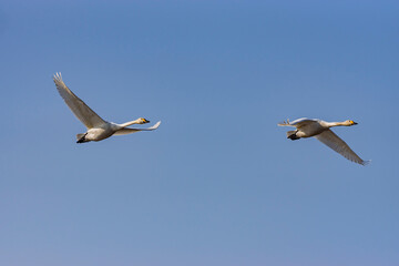 早春のコハクチョウの飛翔