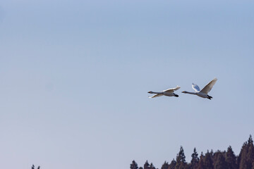 早春のコハクチョウの飛翔