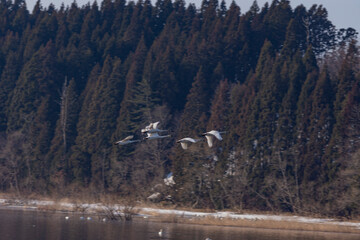 早春の小友沼でコハクチョウの飛翔