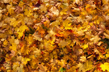 autumn leaves on the ground