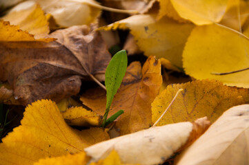 Obraz premium Green leaf among autumn yellow fallen leaves