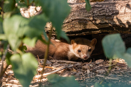 A ferret close-up sits under a log