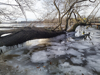 Plötzliches Tauwetter an der Berliner Havel; Vereister Baumstamm am Anleger Moorlake 
