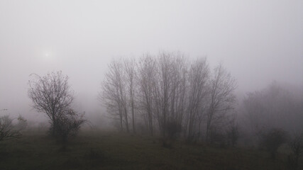 an autumn day with dense fog. silhouettes of trees emptied of leaves in cold weather