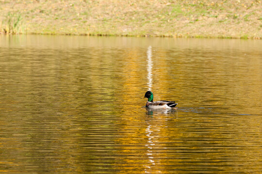 Drake sails on the autumn lake