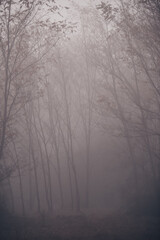 an autumn day with dense fog. silhouettes of trees emptied of leaves in cold weather