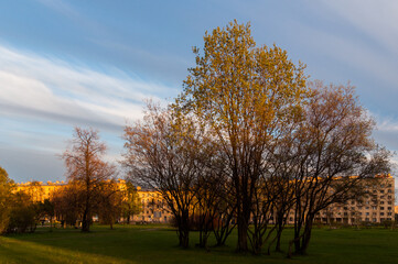 Spring trees in evening park