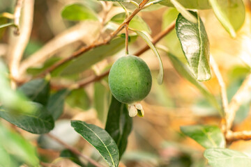 Ripe feijoa fruits on a tree (lat. Acca sellowiana). Fresh feijoa, almost ready to harvest.