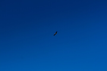 Stork soaring in the blue sky with white clouds