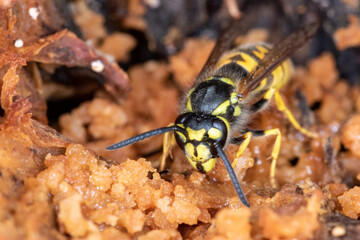Apfelschmaus der Wespen