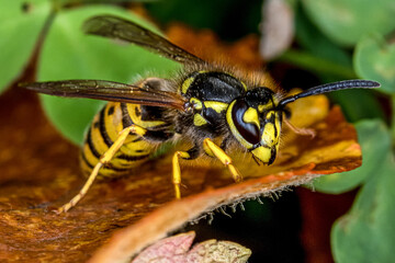 Apfelschmaus der Wespen
