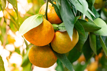 Tangerine garden, fruits on the tree, harvest. Orange ripe mandarin on the tree