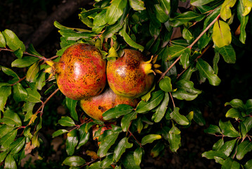 Yellow Ripe pomegranate fruit on tree branch. Sunset light. soft selective focus