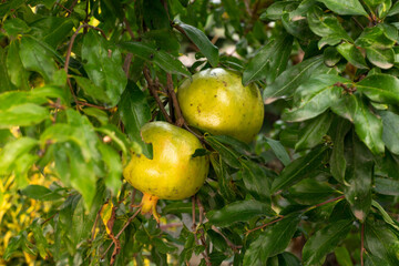 Yellow Ripe pomegranate fruit on tree branch. Sunset light. soft selective focus