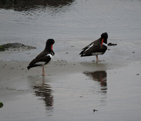 winged stilt