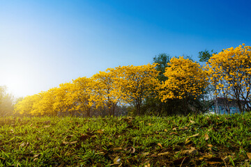 Yellow Golden Tabebuia Chrysotricha tree roadside with Park in landscape at blue sky background. Public place in Phitsanulok, Thailand.