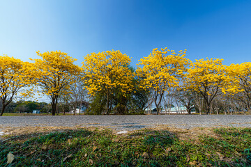 Yellow Golden Tabebuia Chrysotricha tree roadside with Park in landscape at blue sky background. Public place in Phitsanulok, Thailand.