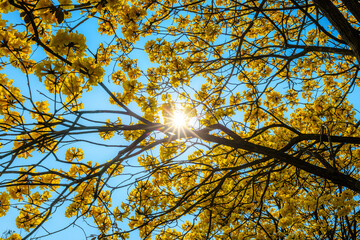 Beautiful blooming Yellow Golden Tabebuia Chrysotricha flowers with the park in spring day at blue sky background in Thailand.
