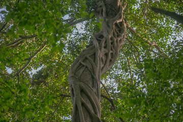 tree growing on another tree in the forest in Kenya
