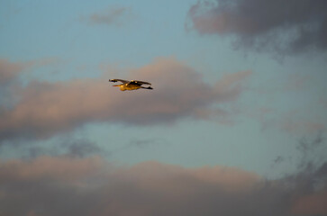 Large bird in flight.Grey heron (Ardea cinerea). In the background are clouds and the sun at sunset