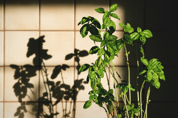 Fresh basil plant in vintage kitchen with tiles sunlit with shadows