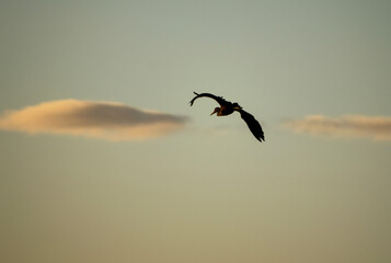 Grey heron. Large bird in flight (Ardea cinerea). In the background are clouds and the sun at sunset