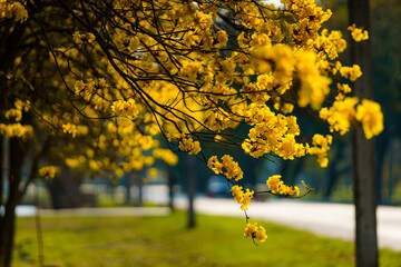 Beautiful blooming Yellow Golden Tabebuia Chrysotricha flowers with the park in spring day at...