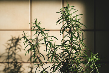 Fresh rosemary plant in vintage kitchen with tiles sunlit with shadows