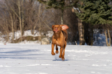 Hungarian Vizsla running and jumping in snow