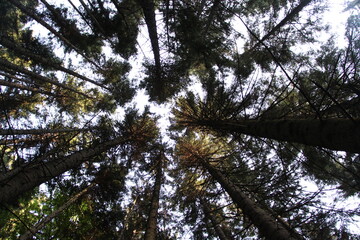 trees and sky