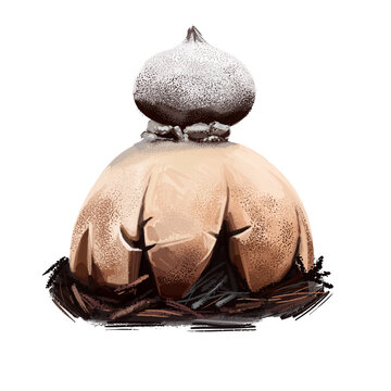 Geastrum pectinatum, beaked or beret earthstar mushroom closeup digital art illustration. Boletus has cream fruit body and looks like star or flower. Mushrooming season, growing in wood and forest