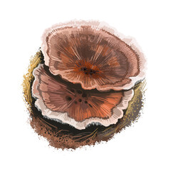 Hydnellum concrescens mushroom, tooth fungi closeup digital art illustration. Boletus has brown colored cap and white margin. Mushrooming season, plant of gathering plants growing in wood and forest