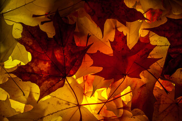 Maple leaves with backlight