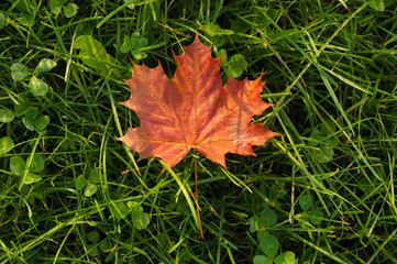 Orange maple leaf on the green grass