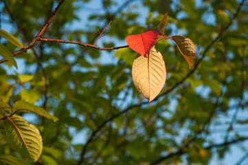 Red autumn leaf among green ones with blue sky