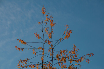 Autumn trees tops with blue sky background