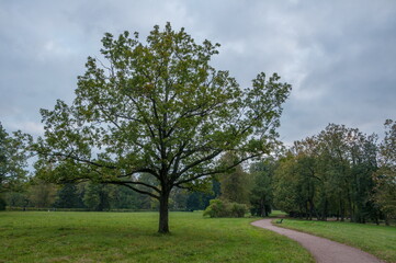 Fototapeta na wymiar Tree and pathway in Pavlovsky park