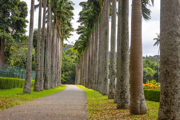 The road with Palm trees in the botanic park of Kandy, Sri Lanka
