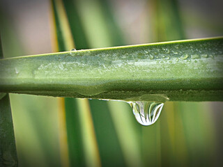 reflection in drop of water