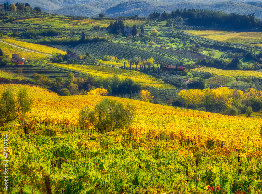 Poster Europe, Italy, Chianti. Vineyard in autumn in the Chianti region of Tuscany.