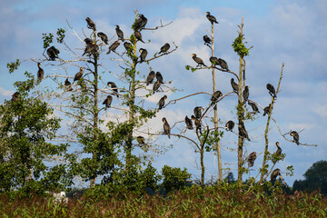stado kormoranów na drzewach © Mariusz