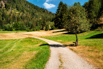 Winding gravel hiking path, a bench under a tree and meadows in a valley in the Black Forest on a sunny summer day. Menzenschwand, Baden-W&uuml;rttemberg, Germany