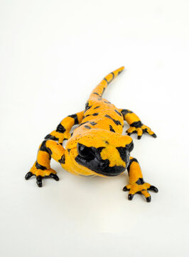 Feuersalamander (Salamandra salamandra) mit hohem Gelbanteil // high yellow Fire salamander