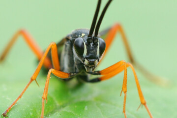Frontal closeup of an orange legged inchneumonid wasp,  Buathra laborator , posed on a green leaf