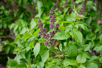 Young purple flower buds on branches of a lilac bush in spring.