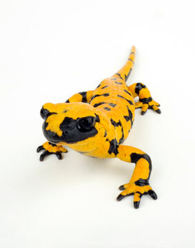 Feuersalamander (Salamandra salamandra) mit hohem Gelbanteil // high yellow Fire salamander