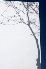 Sombra de un árbol deshojado proyectada sobre la esquina de una pared encalada un día soleado de invierno con cielo azul.